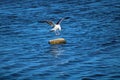 A gorgeous summer landscape at the Malibu Lagoon with a white and black seagull in flight over a rock in the shimmering blue ocean Royalty Free Stock Photo