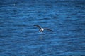 A gorgeous summer landscape at the Malibu Lagoon with a white and black seagull in flight over the  shimmering blue ocean water Royalty Free Stock Photo