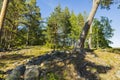 Gorgeous summer landscape view. Hilltop forest trees on blue sky background. Sweden.