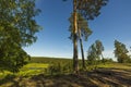 Gorgeous summer landscape view. Hilltop forest trees on blue sky background. Sweden.