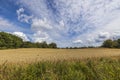 Gorgeous summer nature landscape view. Wheat field merging to blue sky with white clouds. Royalty Free Stock Photo