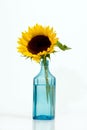 Gorgeous sunflower. Isolated over white background