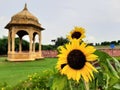 Gorgeous sunflower with monument in background