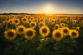 Gorgeous Sunflower Sunset