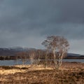 Gorgeous sunlit landscape of beech trees by Loch Ba in Rannoch Moor during Winter sunrise