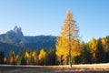 Gorgeous sunny view of Dolomite Alps with yellow larch trees. Colorful autumn panorama view landscape. Royalty Free Stock Photo