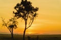 Gorgeous sunrise in Africa, Safari Royalty Free Stock Photo