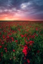 Gorgeous sunrise sunset during storm in a poppy field Royalty Free Stock Photo