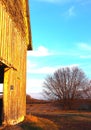 Golden Barn at Sunset and Tree With Bare Branches Splayed Royalty Free Stock Photo