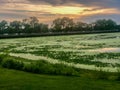 Gorgeous sunset over green water with lily pads Royalty Free Stock Photo