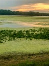 Gorgeous sunset over green water with lily pads Royalty Free Stock Photo