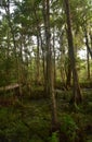 Gorgeous Swamp Trees in Barataria Preserve Louisiana Royalty Free Stock Photo
