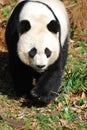 Gorgeous Sweet Giant Panda Bear Ambling Along