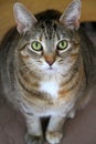 Gorgeous Tabby Cat Face With Big Green Eyes Staring Right At You 2 - Felis catus
