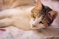 Gorgeous tabby cat with green eyes, lying in bed