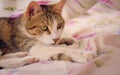 Gorgeous tabby cat with green eyes, playing under the bedsheets