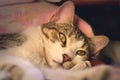 Gorgeous tabby cat with green eyes, staring intensely at the camera