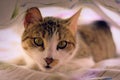 Gorgeous tabby cat with green eyes, staring intensely at the camera, under the bedsheets