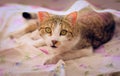 Gorgeous tabby cat with green eyes, staring intensely at the camera, under the bedsheets