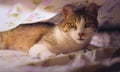 Gorgeous tabby cat with green eyes, staring intensely at the camera, under the bedsheets Royalty Free Stock Photo