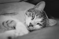 Gorgeous tabby cat lying in a couch, staring straight at the camera. Black and white image Royalty Free Stock Photo