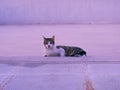 Gorgeous tabby cat lying on a rooftop at twilight, staring intensely at the camera