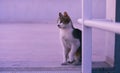 Gorgeous tabby cat sitting on a rooftop at twilight