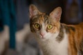 Gorgeous tabby kitten portrait. Extreme macro close up with focus in the eye