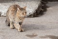 A gorgeous tabby fears stray cat sits on the ground against the background of an old wall, closeup. Abandoned animals