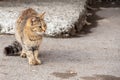 A gorgeous tabby stray cat sits on the ground against the background of an old wall, closeup. Abandoned animals
