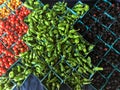 Large Display of Organic Tomatoes, Peppers, & Blackberries at Farmer`s Market, All in Bright Blue Boxes Royalty Free Stock Photo