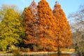 Gorgeous tall full autumn colored trees on the banks of the lake with yellow winter grass and blue sky at Centennial Park Royalty Free Stock Photo