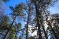 Gorgeous tall lush green pine trees in the garden with blue sky and clouds at Smith-Gilbert Gardens in Kennesaw Royalty Free Stock Photo