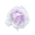 Gorgeous tender white and pink rose head isolated on white. Beautiful white rose flower Royalty Free Stock Photo