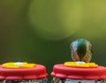 Gorgeous Thirsty Hummingbird Sipping Nectar from a Feeder