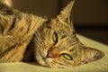 Gorgeous thoroughbred Bengal cat