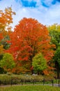 Autumn Tree in Central Park, New York City Royalty Free Stock Photo