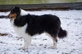 Beautiful Tricolor Rough Collie Named Trixie