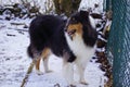 Beautiful Tricolor Rough Collie Named Trixie