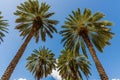 Gorgeous tropical landscape view. View of green palm trees on blue sky background Miami south beach.