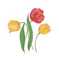 Gorgeous tulip flowers isolated on white background. Elegant botanical drawing of tender garden spring flowering plant