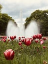 Gorgeous tulips and a huge fountain in a park in BiaÃâystok