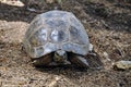 Gorgeous turtle Royalty Free Stock Photo