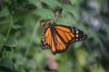 Gorgeous Up Close Look at a Monarch Butterfly Royalty Free Stock Photo