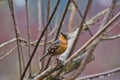 Gorgeous Varied Thrush sitting pretty on a Catalpa branch