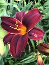 Gorgeous Velvety Burgundy Red Daylily with Golden Throat - Perennial Flowers Royalty Free Stock Photo