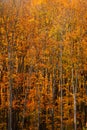 Gorgeous vertical shot of bright orange and yellow autumnal trees in a lovely forest