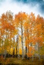 Gorgeous vertical shot of a forest of birch and aspen trees with bright vivid autumn leaves