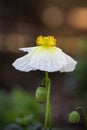 Gorgeous vertical single white poppy with large yellow center