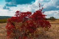 A gorgeous view of the autumn landscape, red, pink and burgundy leaves on trees under a cloudy gray and blue sky, contrasting rare Royalty Free Stock Photo